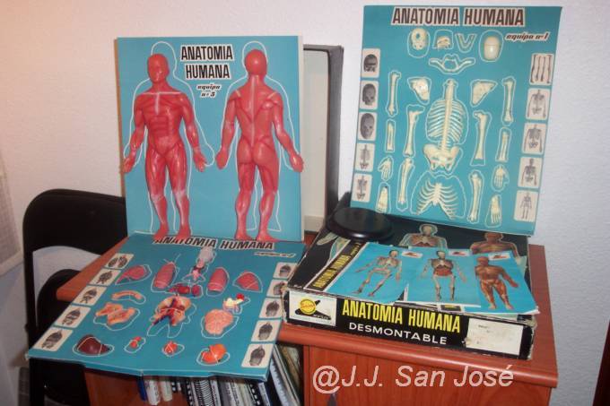ANATOMIA HUMANA SERIMA 003.jpg